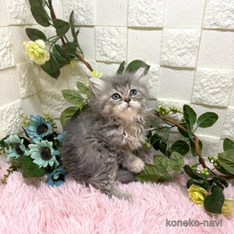 販売中の埼玉県のスコティッシュフォールド-117570の3枚目
